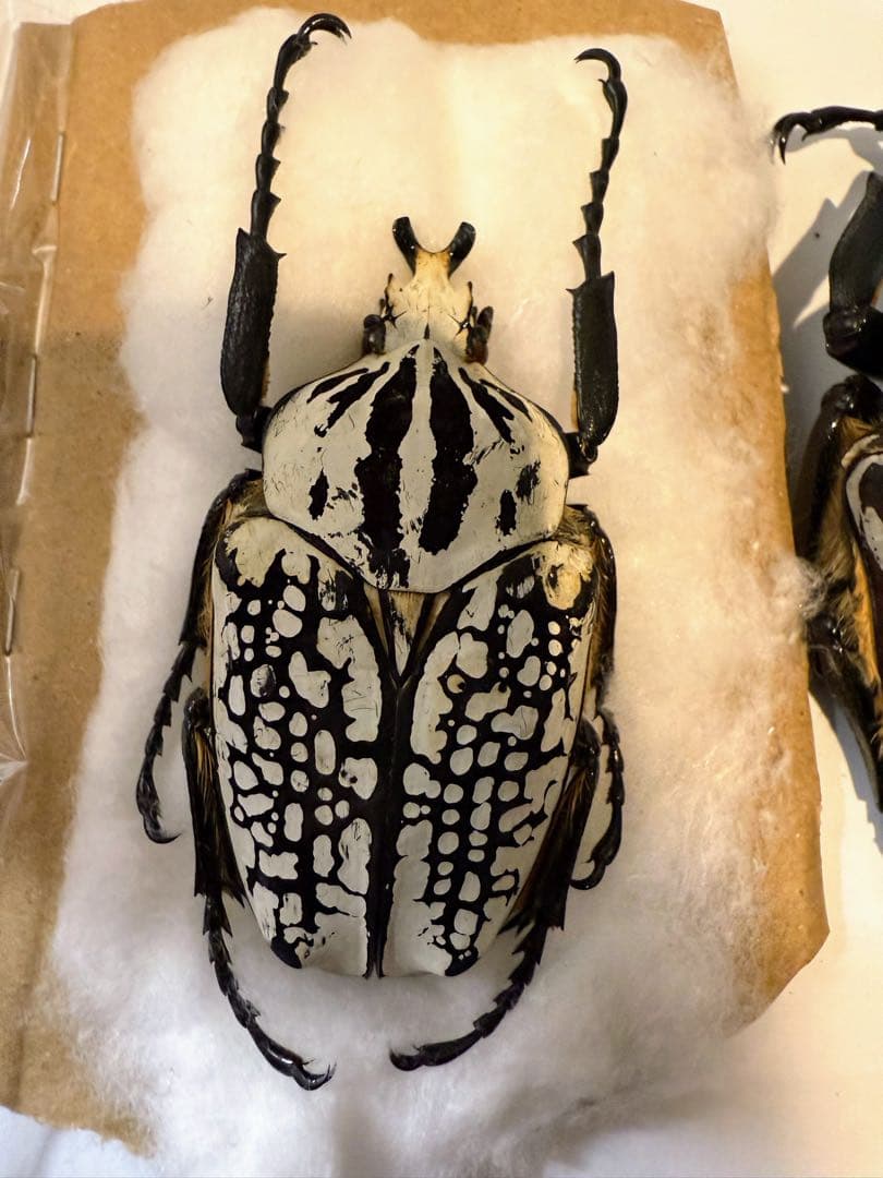 昆虫標本　ゴライアスオオツノハナムグリ　2頭　M6,7