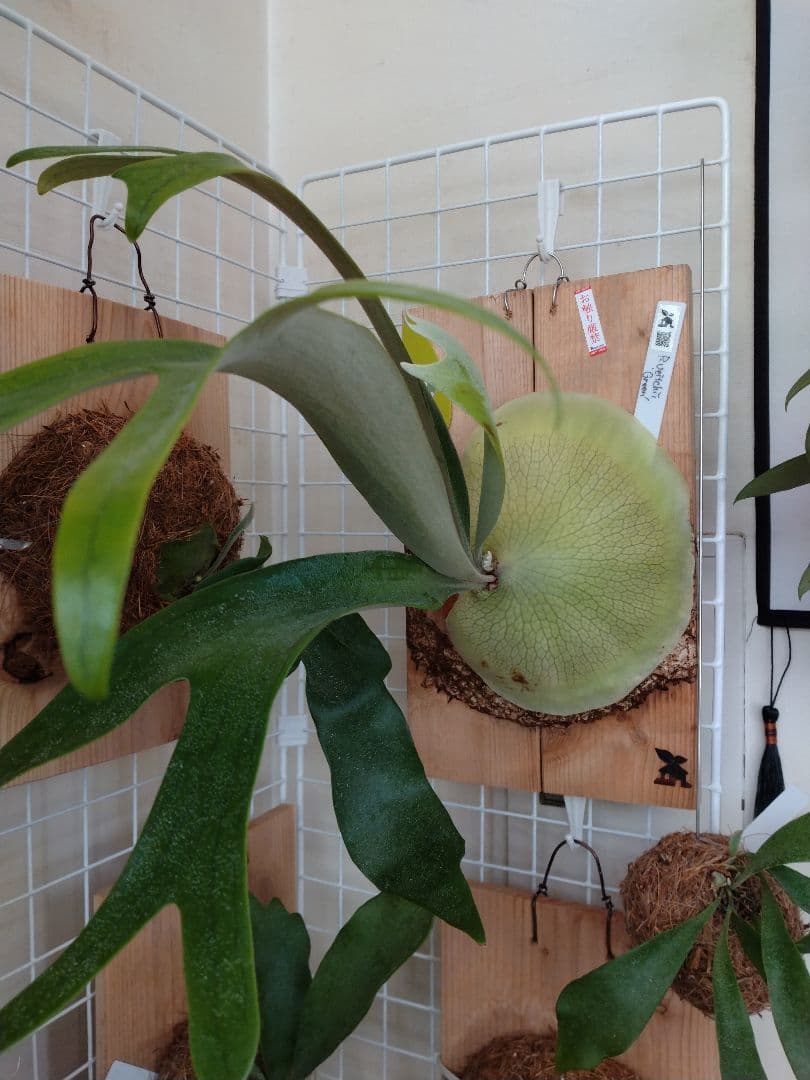 ビカクシダ 板付 観葉植物