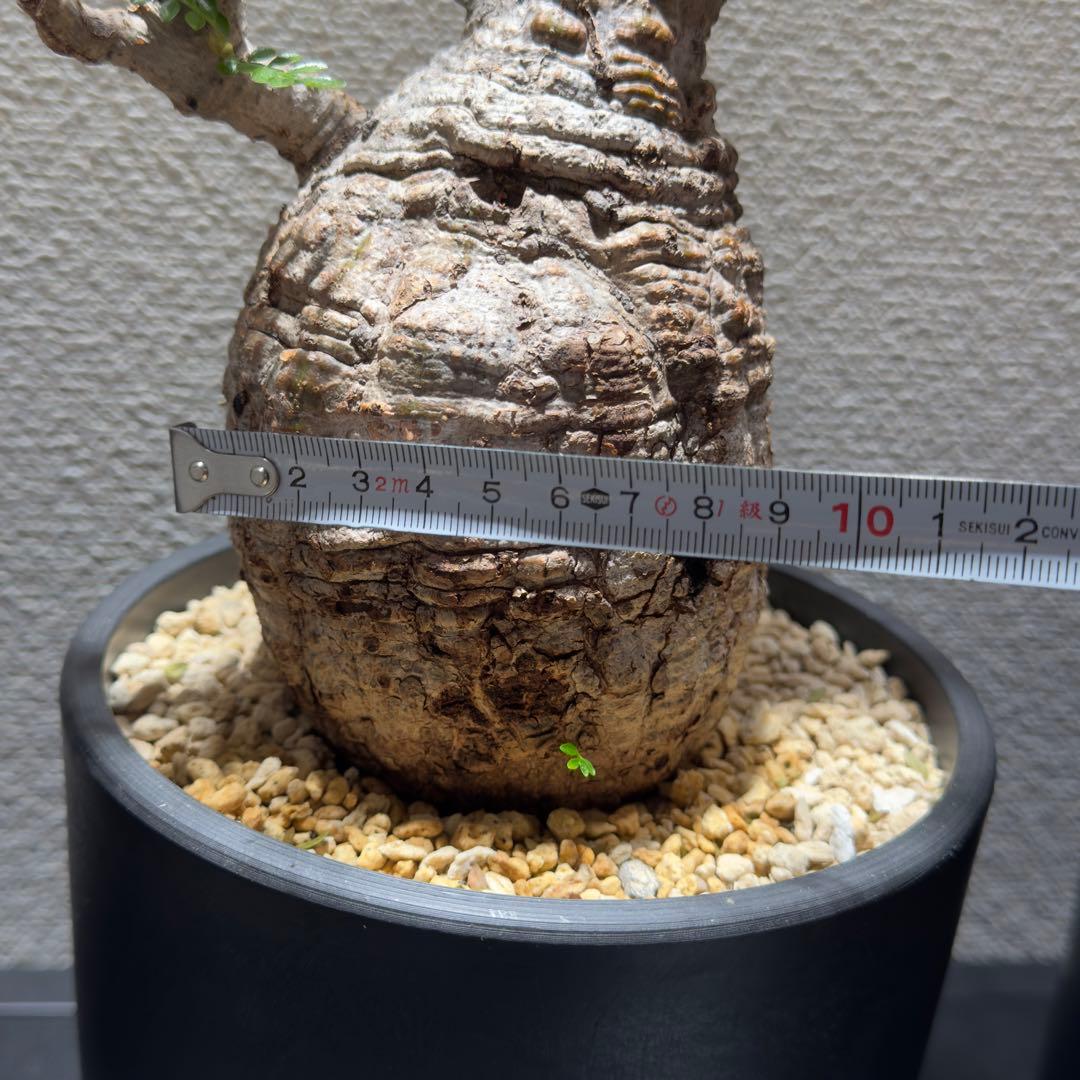 オペルクリカリア パキプス 鉢（SRL）ごと