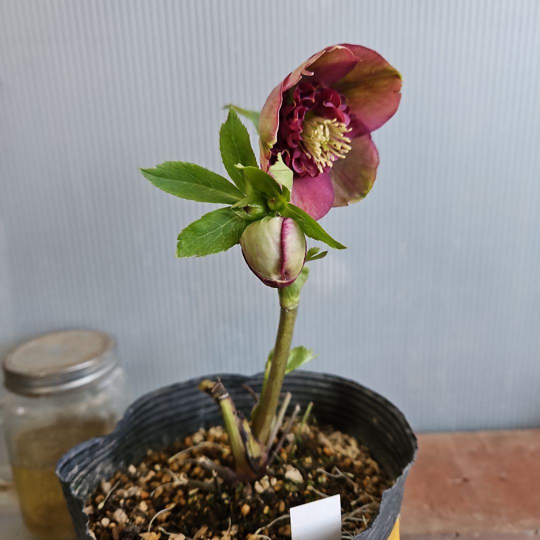 bonobono様ご購入苗㉖-166㉖-180クリスマスローズ