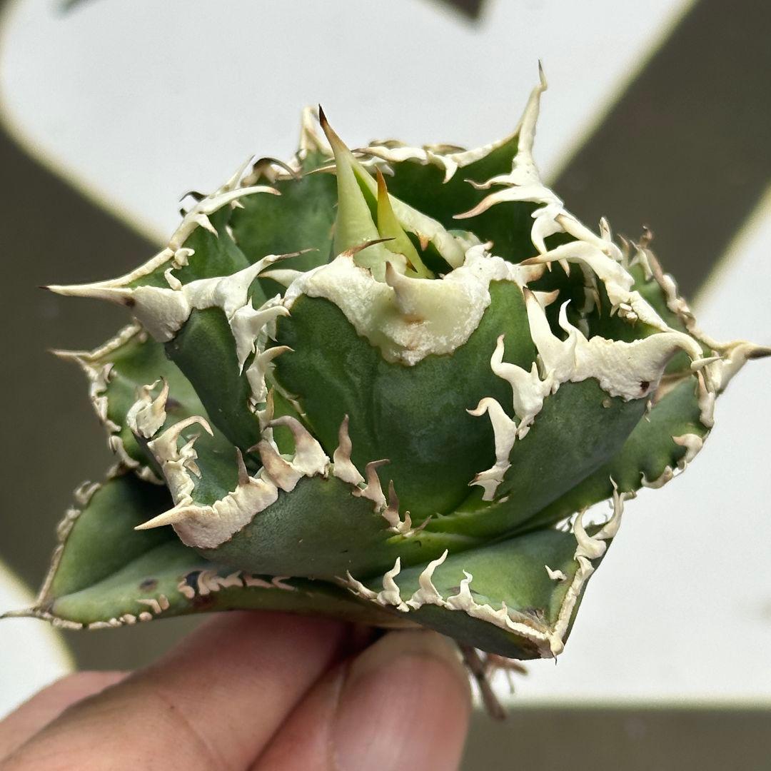 664【上澳園芸】 アガベ チタノタ shangao-008 白豪棘