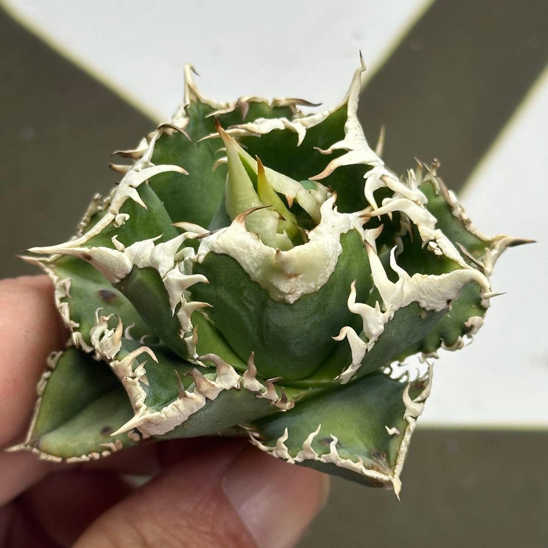 664【上澳園芸】 アガベ チタノタ shangao-008 白豪棘