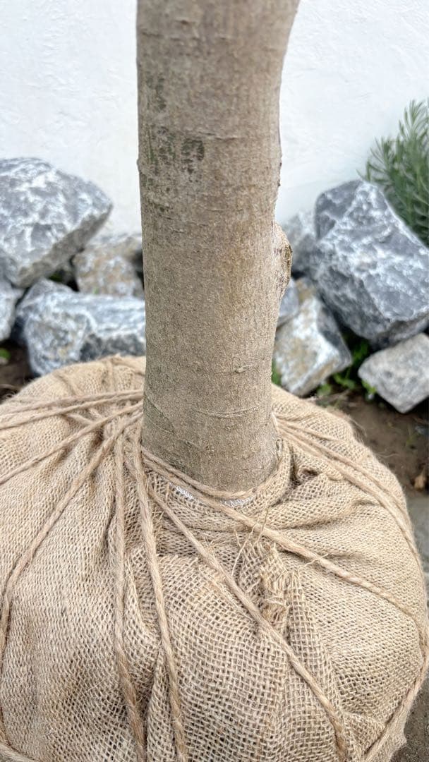 希少。常緑モミジ 2.6M(鉢底から) ◎シンボルツリー