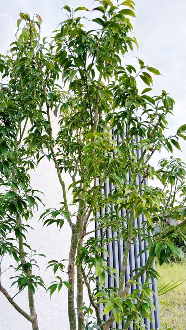 希少。常緑モミジ 2.6M(鉢底から) ◎シンボルツリー