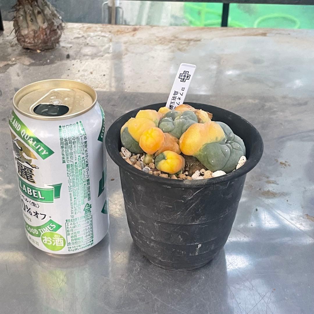 珍しい株❗️ 子吹きウバ玉錦　しかも実生　(検索翠冠玉　銀冠玉)