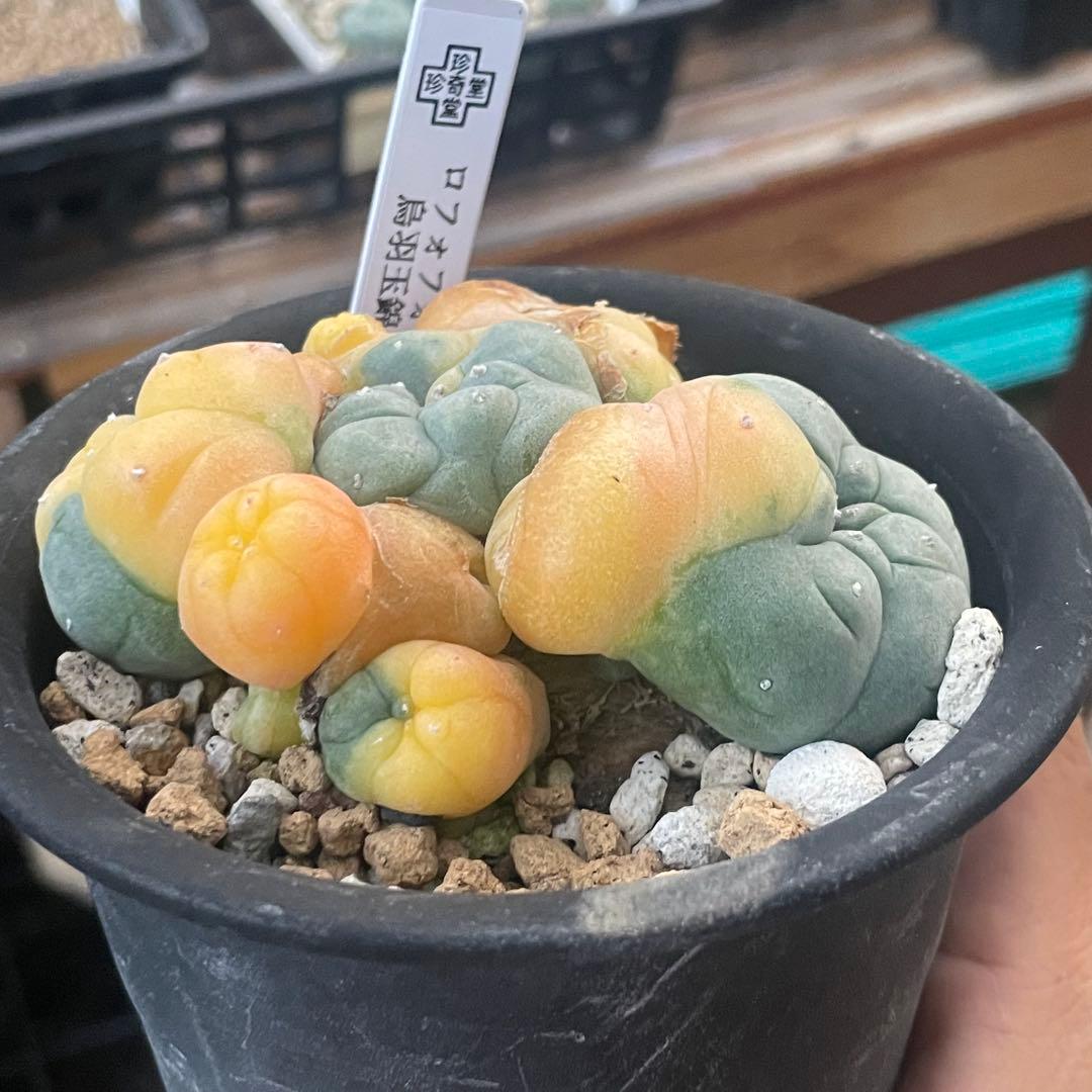 珍しい株❗️ 子吹きウバ玉錦　しかも実生　(検索翠冠玉　銀冠玉)