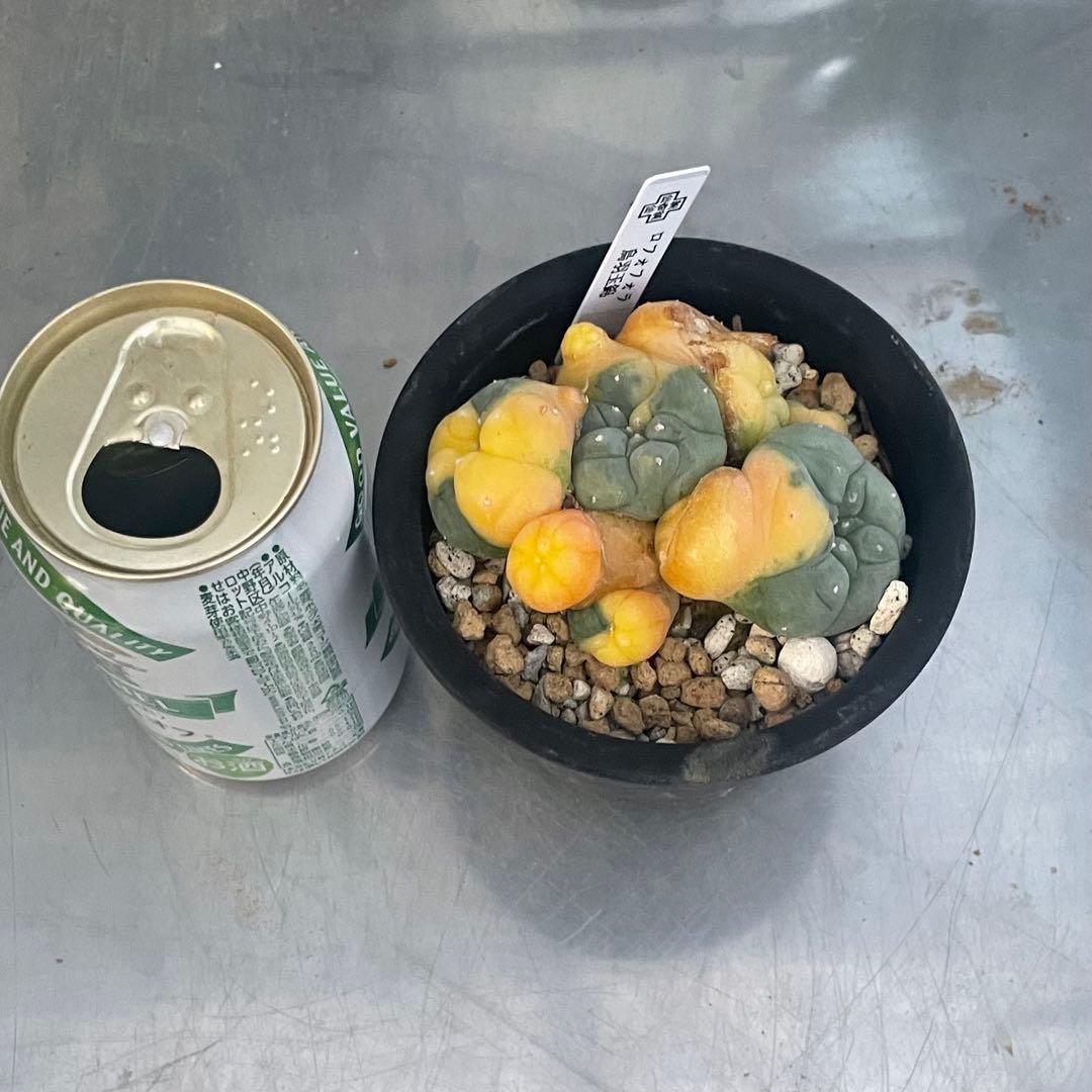 珍しい株❗️ 子吹きウバ玉錦　しかも実生　(検索翠冠玉　銀冠玉)