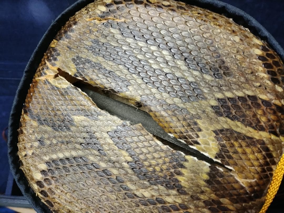 沖縄三線 バチ ウマ 胴皮破れ 現状渡し品