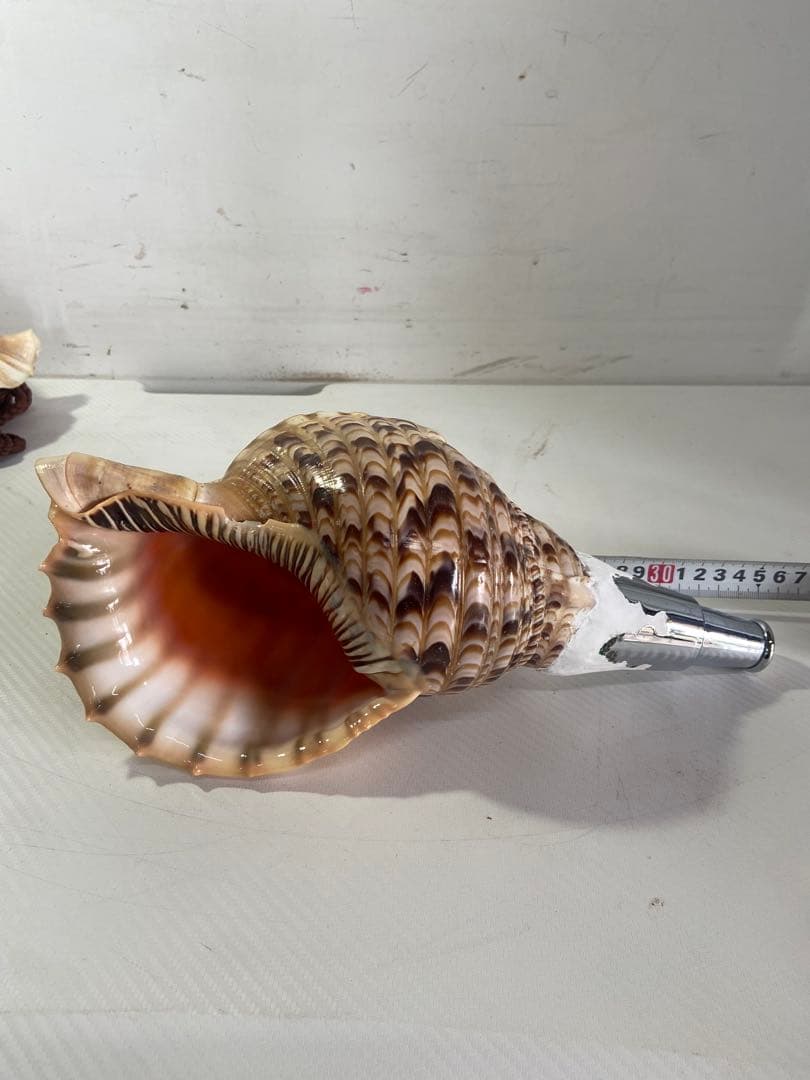 修験道法螺貝 赤紐付き ほら貝 ホラガイ 袋付き修験道法螺貝 山伏 密教