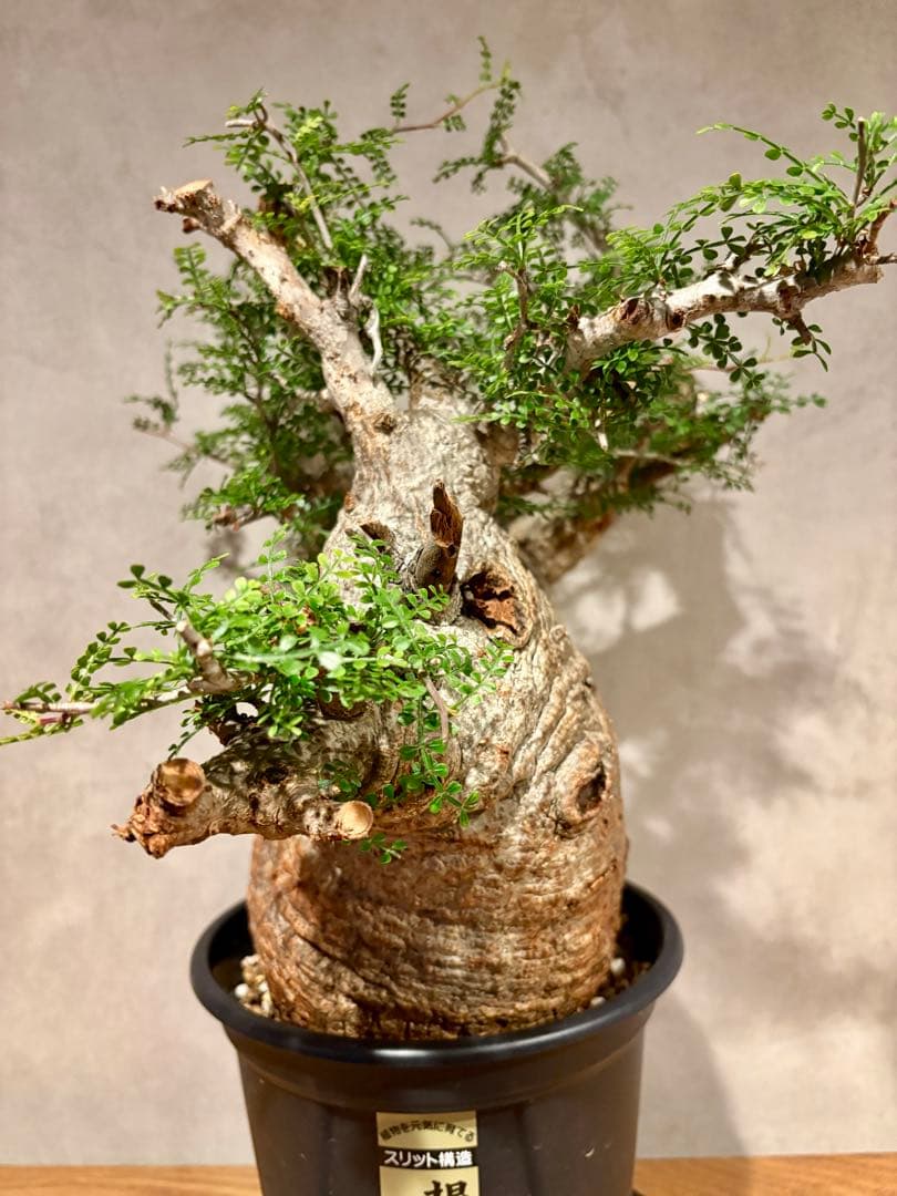 【ムチムチ極太塊根】パキプス｜新芽展開・発根済・6号鉢