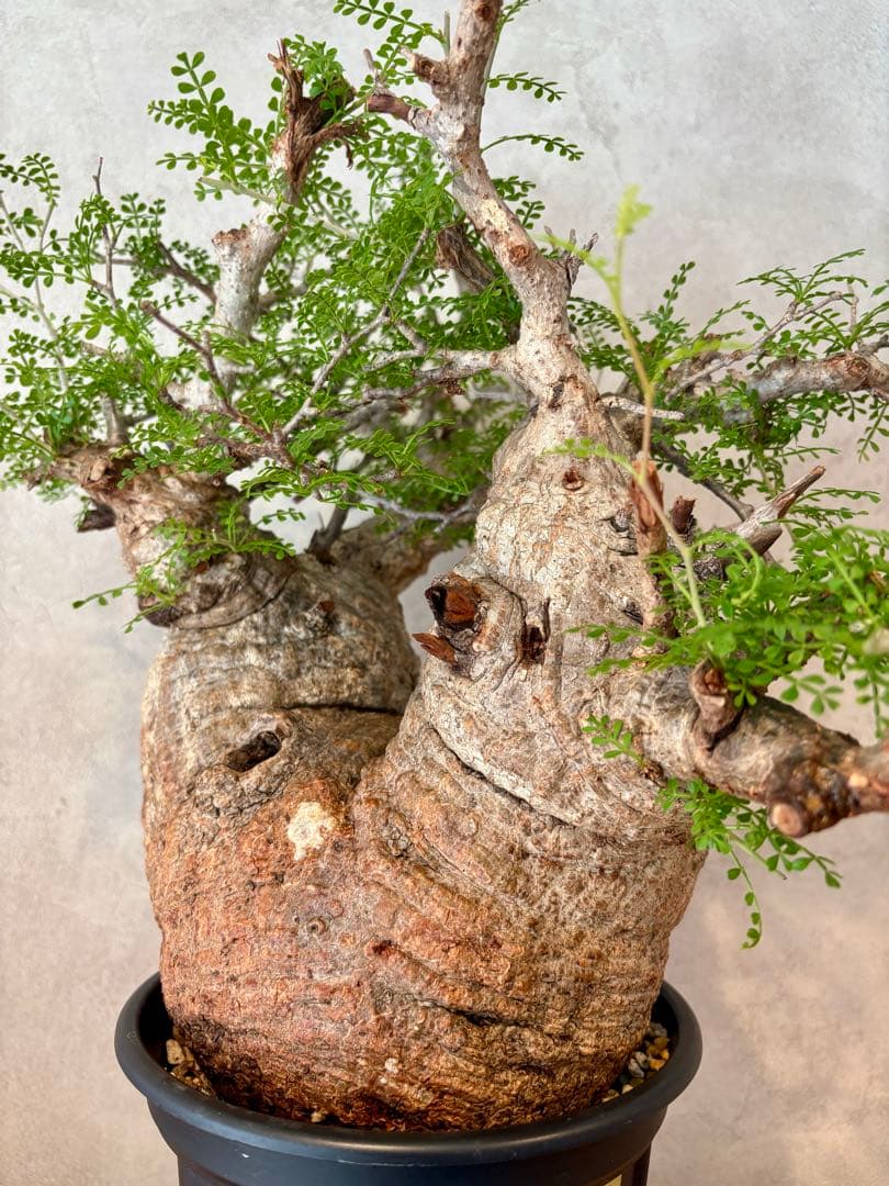 【ムチムチ極太塊根】パキプス｜新芽展開・発根済・6号鉢