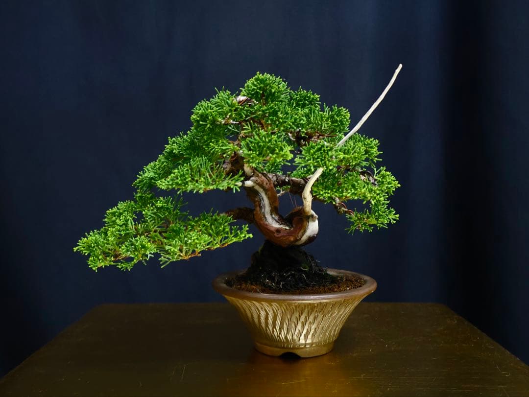 糸魚川真柏 小品盆栽 葉性抜群 盆栽 樹高17cm