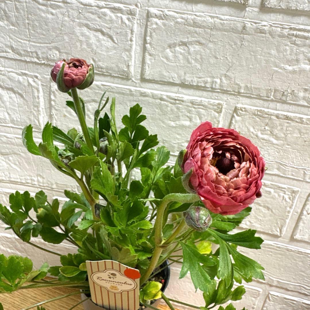 現品】ラナンキュラスラックス♡イカロス♡3.5号ロング♡ポットごと