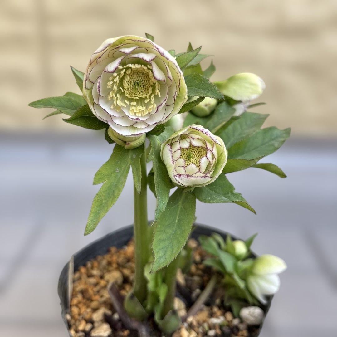 加藤農園　クリスマスローズ　dd 小輪多花ホワイトピコティ　開花株現品　匿名発送