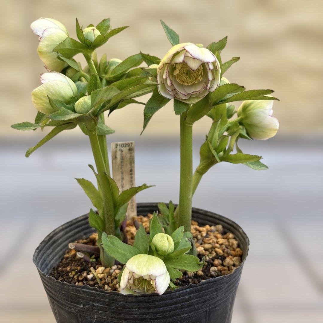 加藤農園　クリスマスローズ　dd 小輪多花ホワイトピコティ　開花株現品　匿名発送