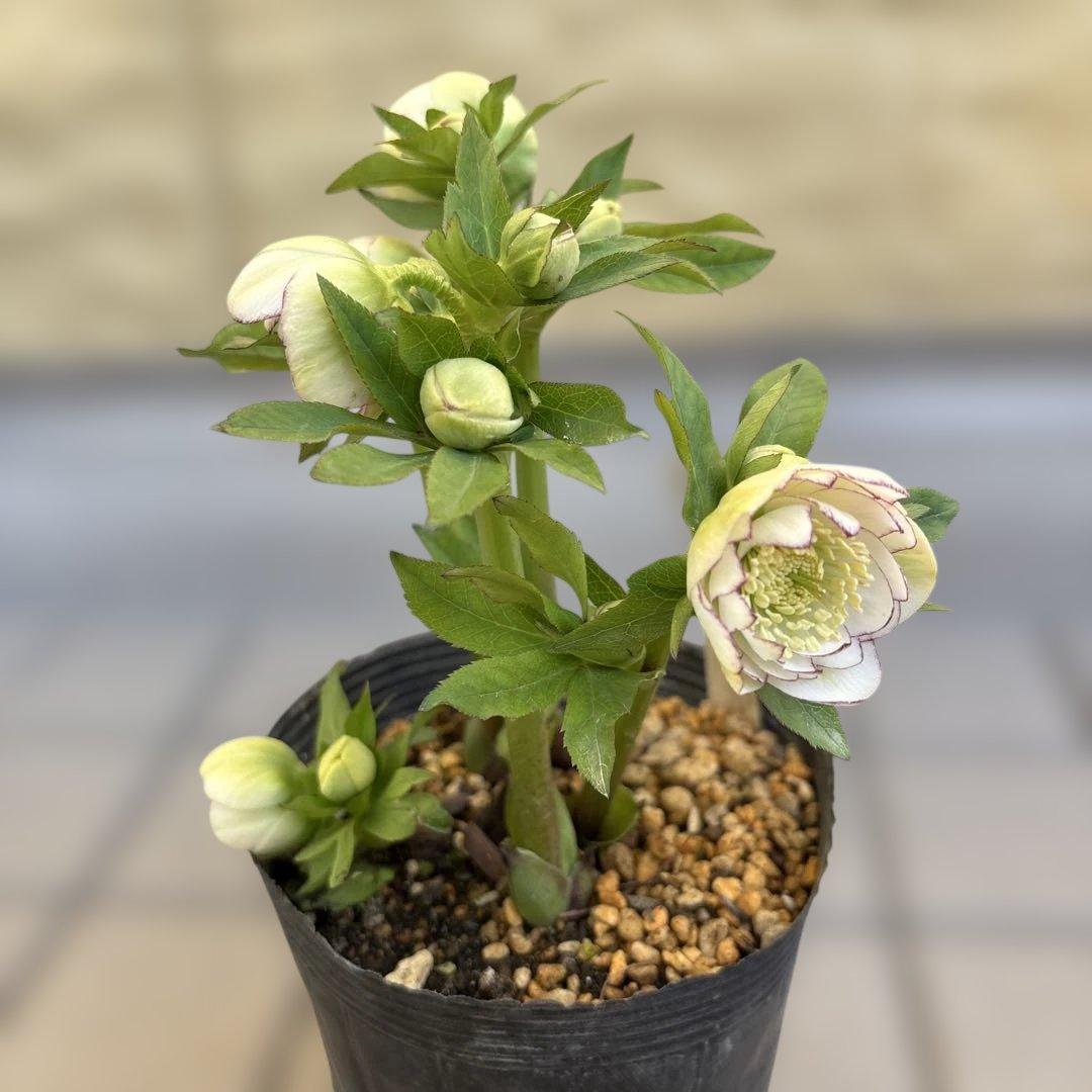 加藤農園　クリスマスローズ　dd 小輪多花ホワイトピコティ　開花株現品　匿名発送