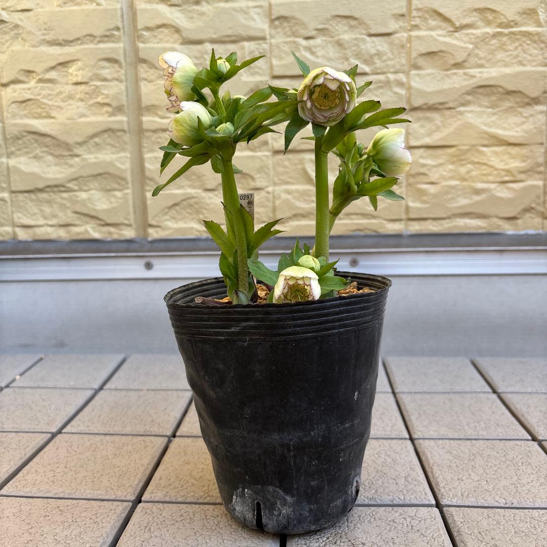 加藤農園　クリスマスローズ　dd 小輪多花ホワイトピコティ　開花株現品　匿名発送