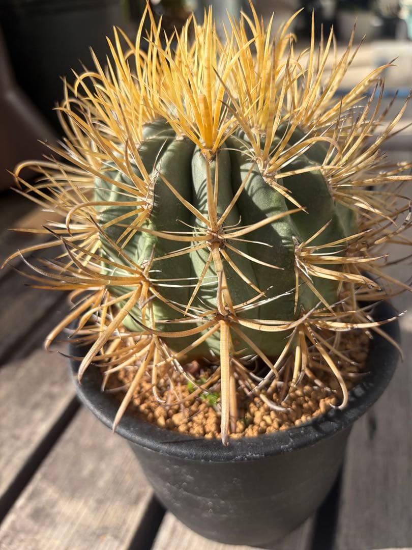 フェロカクタス金冠竜◇多肉サボテン　アガベ ユッカ　ハオルチア　アロエ　チタノタ