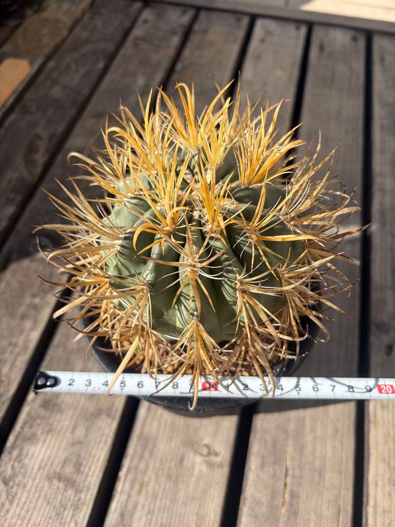 フェロカクタス金冠竜◇多肉サボテン　アガベ ユッカ　ハオルチア　アロエ　チタノタ