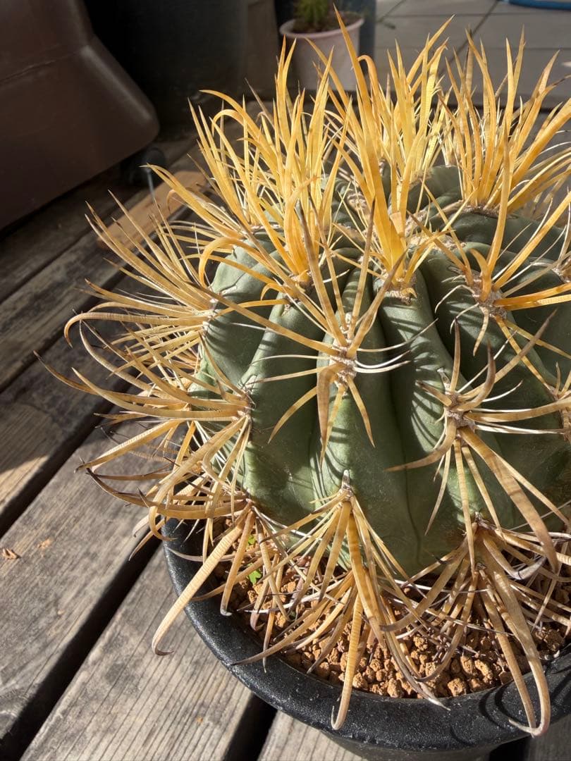 フェロカクタス金冠竜◇多肉サボテン　アガベ ユッカ　ハオルチア　アロエ　チタノタ