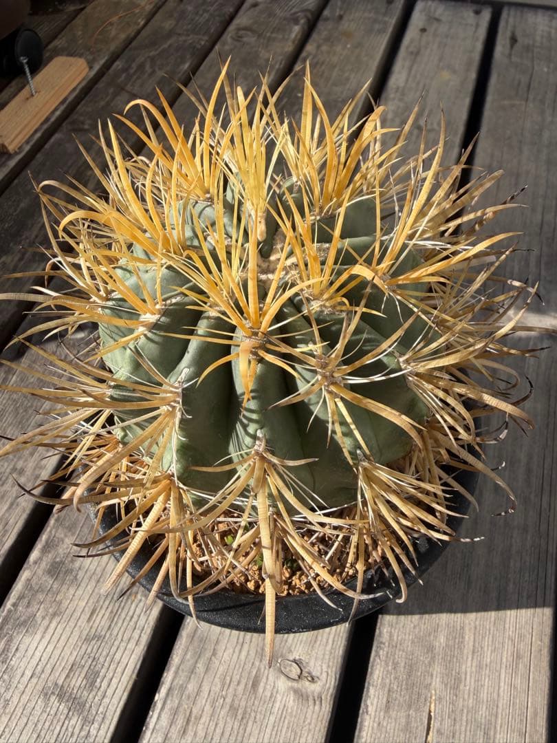 フェロカクタス金冠竜◇多肉サボテン　アガベ ユッカ　ハオルチア　アロエ　チタノタ