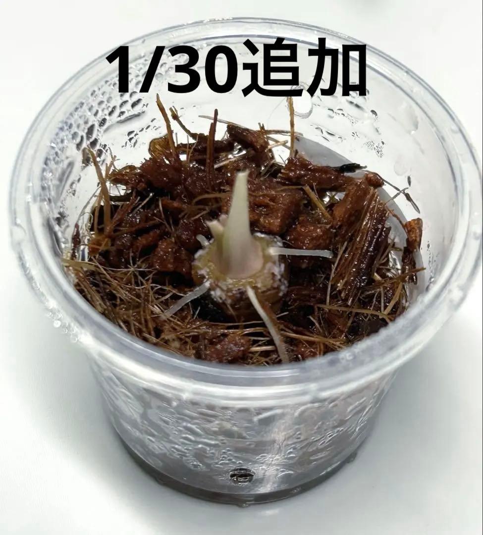 【芋】 アロカシア　マハラニ　斑入り　ラスト