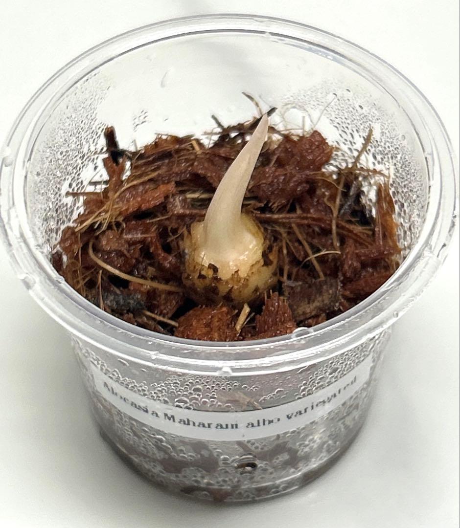 【芋】 アロカシア　マハラニ　斑入り　ラスト