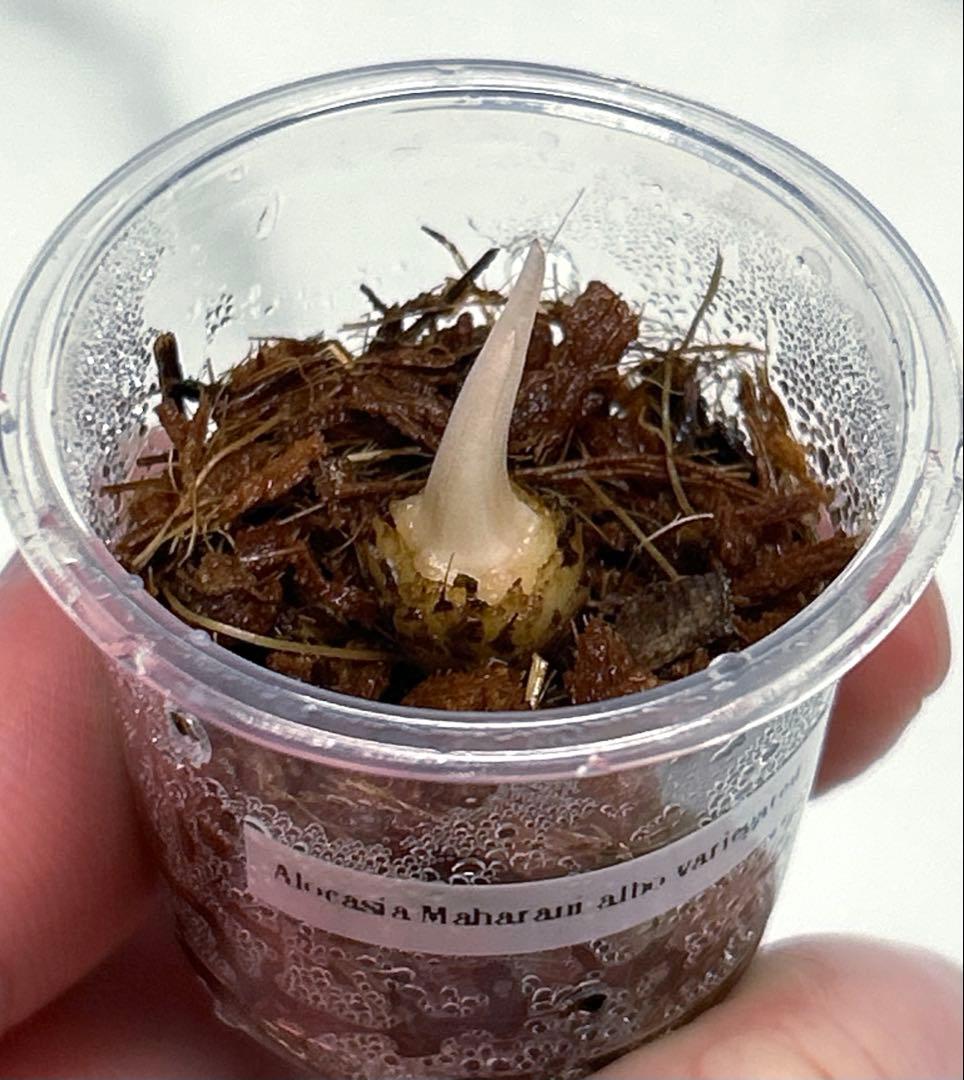 【芋】 アロカシア　マハラニ　斑入り　ラスト