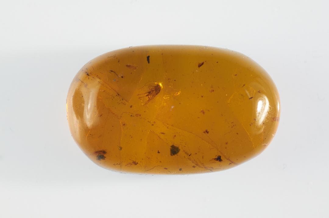 ZB100虫入り琥珀化石 ミャンマー カムティかタナイ産 9900万年前