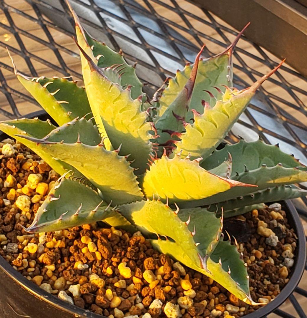 アガベ　マルガリータ　ハイブリッド　【限定1株　陽炎】検)パリー　姫　シャウィー