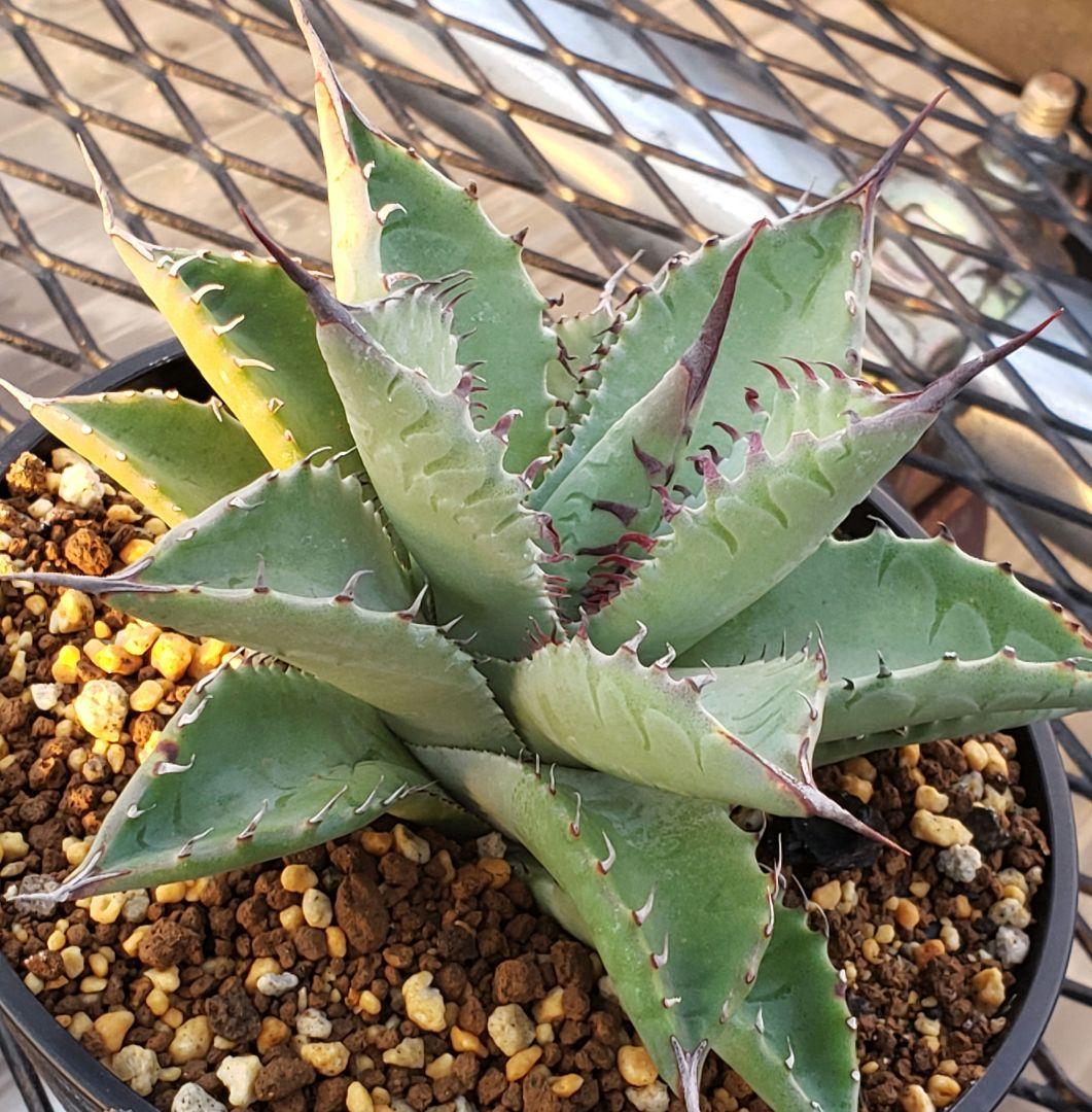 アガベ　マルガリータ　ハイブリッド　【限定1株　陽炎】検)パリー　姫　シャウィー