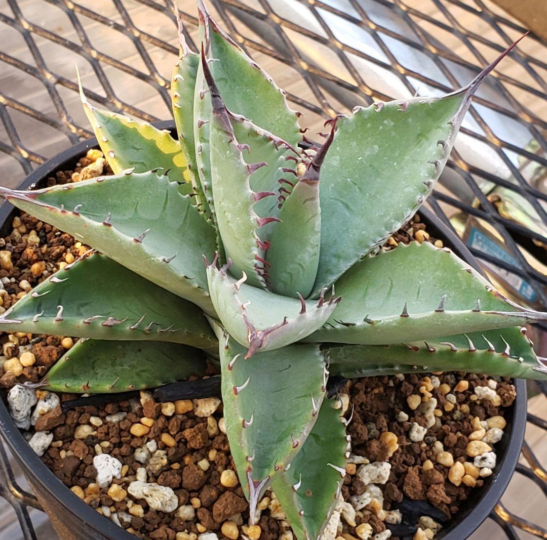 アガベ　マルガリータ　ハイブリッド　【限定1株　陽炎】検)パリー　姫　シャウィー