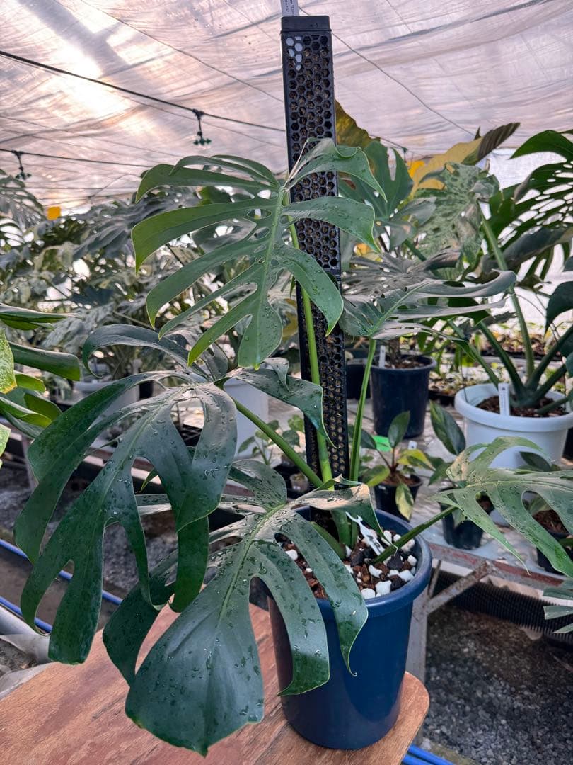 1 モンステラ・デリシオーサ・アラブフォーム \"エロンガータエ\" 日本初出品