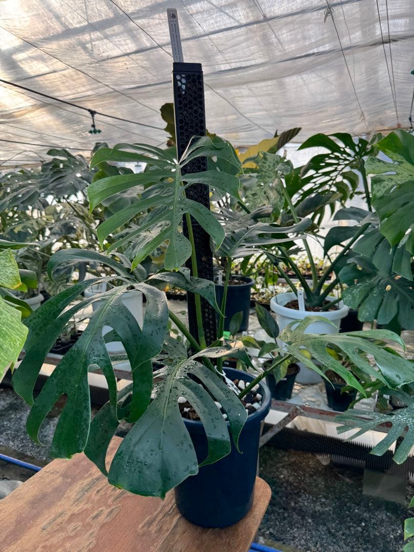 1 モンステラ・デリシオーサ・アラブフォーム \"エロンガータエ\" 日本初出品