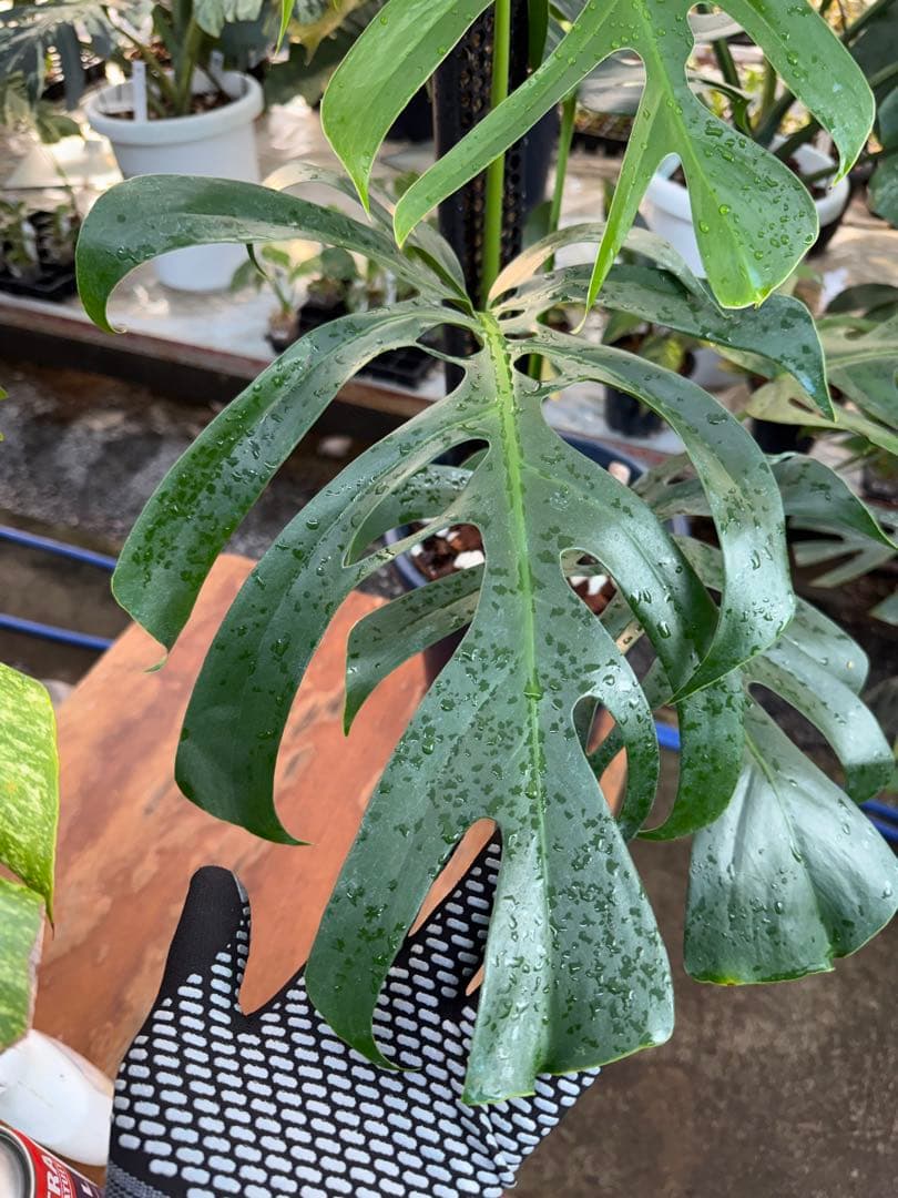 1 モンステラ・デリシオーサ・アラブフォーム \"エロンガータエ\" 日本初出品