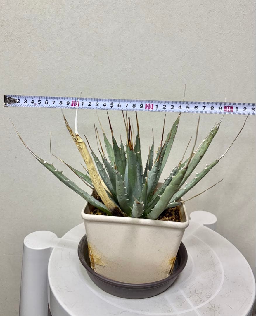 アガベ ユタエンシス　エボリスピナ　ロングスピン 耐寒性有り