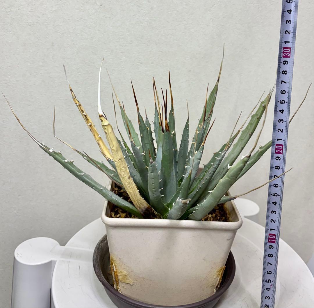 アガベ ユタエンシス　エボリスピナ　ロングスピン 耐寒性有り