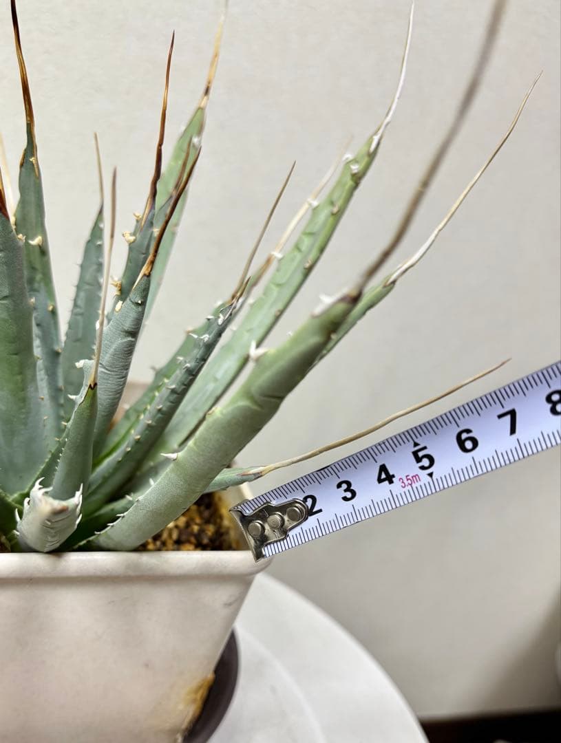 アガベ ユタエンシス　エボリスピナ　ロングスピン 耐寒性有り