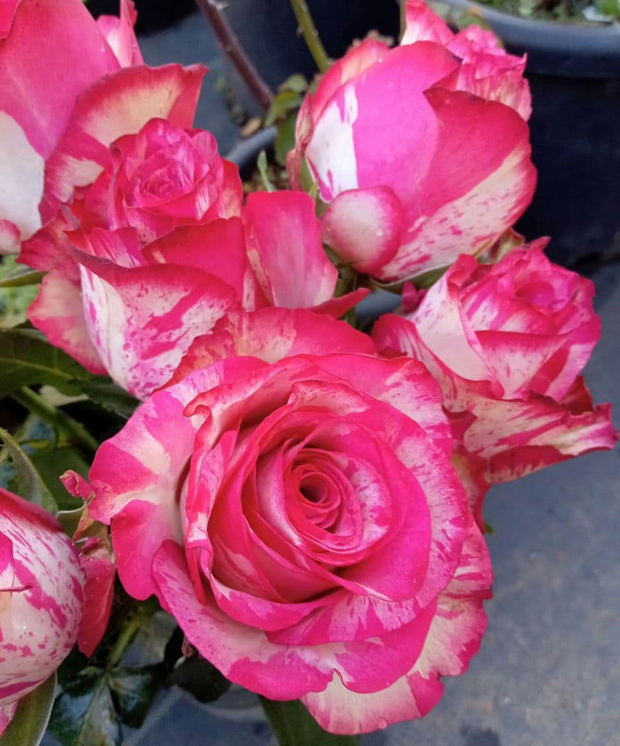 バラ苗(入手困難切り花種) 超激レア種 接ぎ木大苗 - メルカリ