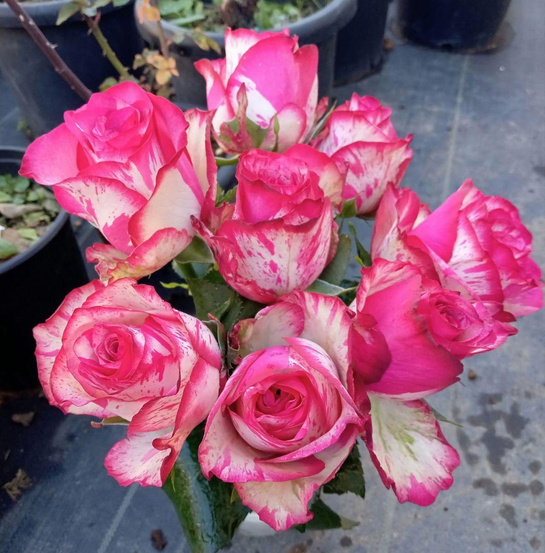 バラ苗(入手困難切り花種) 超激レア種 接ぎ木大苗 - メルカリ