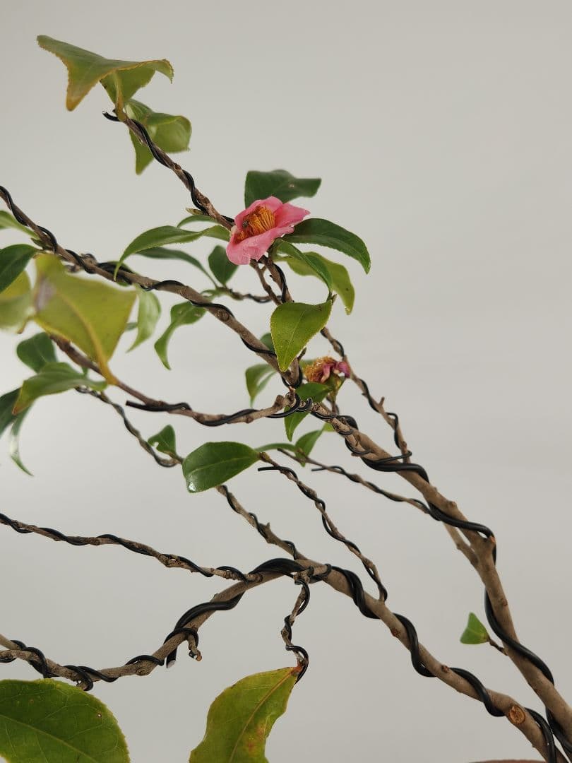 小品 口開き 椿盆栽 五葉松盆栽 真柏盆栽 懸崖 真柏 黒松 赤松 五葉松