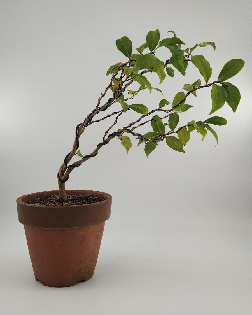 小品 口開き 椿盆栽 五葉松盆栽 真柏盆栽 懸崖 真柏 黒松 赤松 五葉松