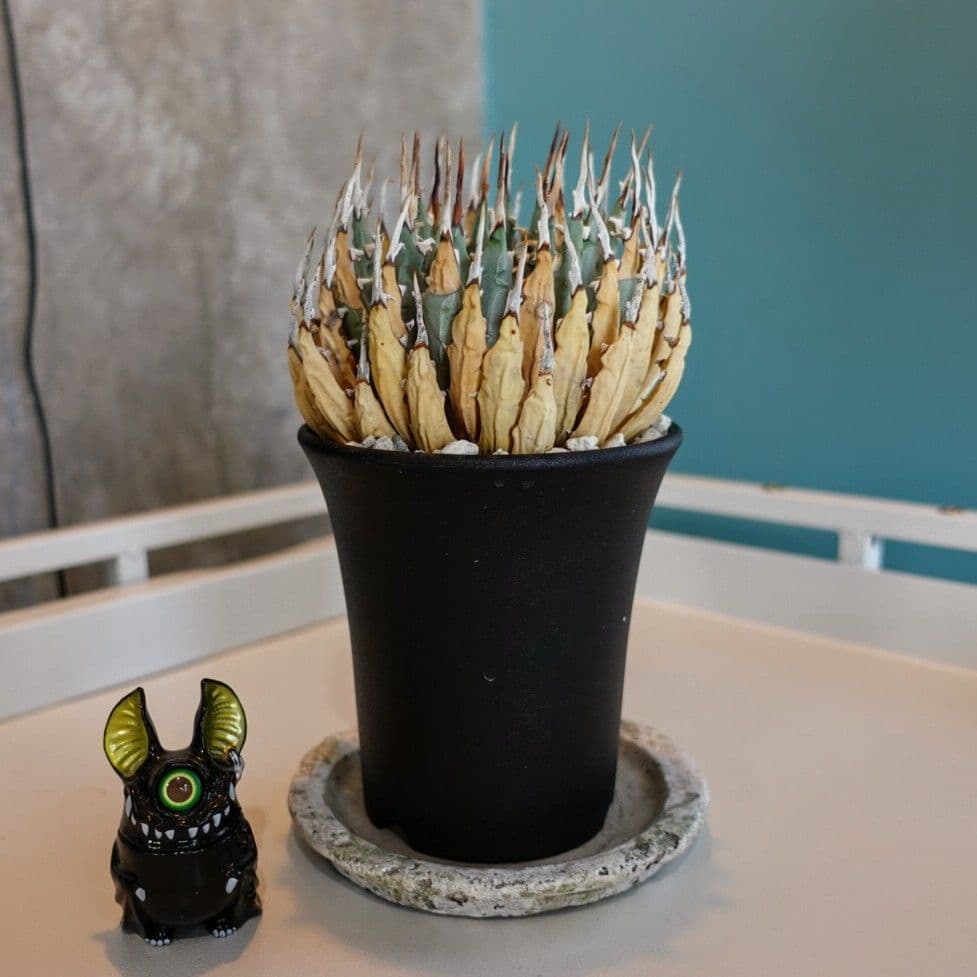 Ｑ*o様 お年玉出品！②【発根済・3.5号サイズ】陽炎×短葉美株◎エボリスピナ/