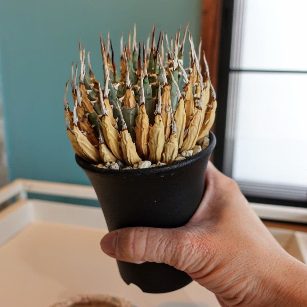 Ｑ*o様 お年玉出品！②【発根済・3.5号サイズ】陽炎×短葉美株◎エボリスピナ/