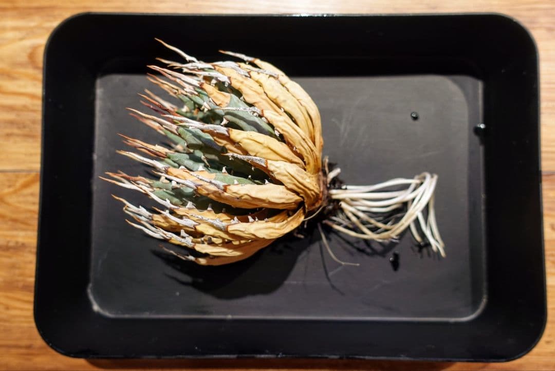 Ｑ*o様 お年玉出品！②【発根済・3.5号サイズ】陽炎×短葉美株◎エボリスピナ/