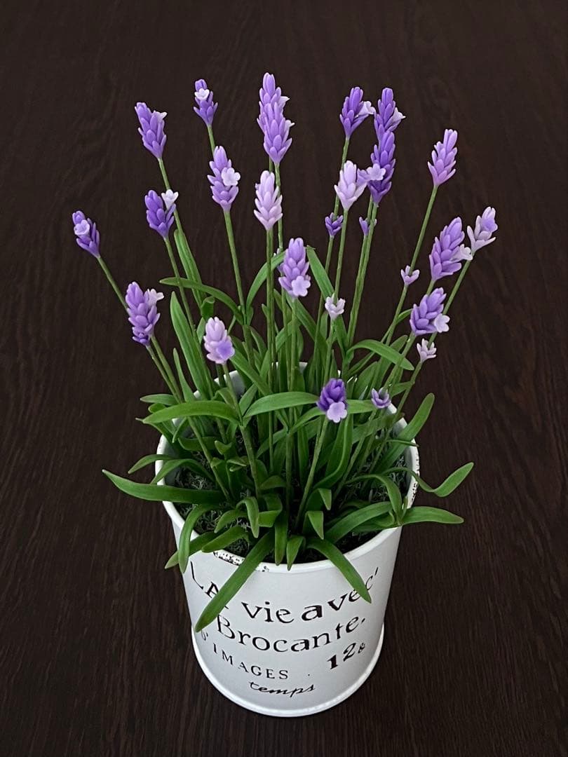 専用　ラズベリー鉢植え　ケイトウ　ラベンダー　クローバー　クレイフラワー