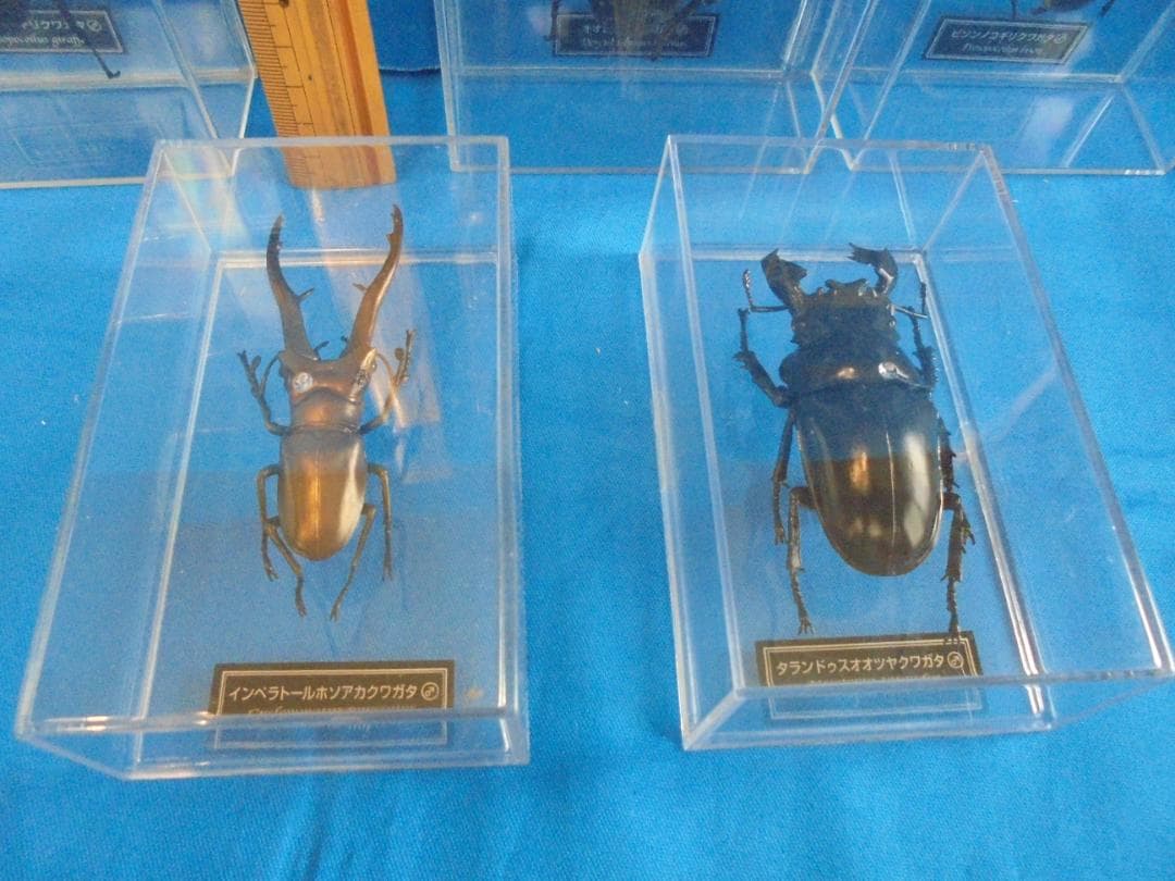 クワガタ 標本セット 5体 - メルカリ