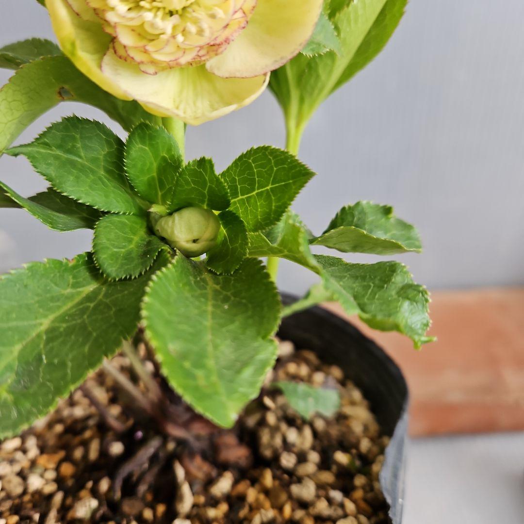 ㉖-34クリスマスローズ