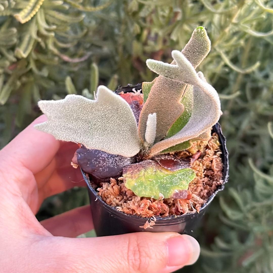 P.willinckii ’Asurada’ Sporeling 10