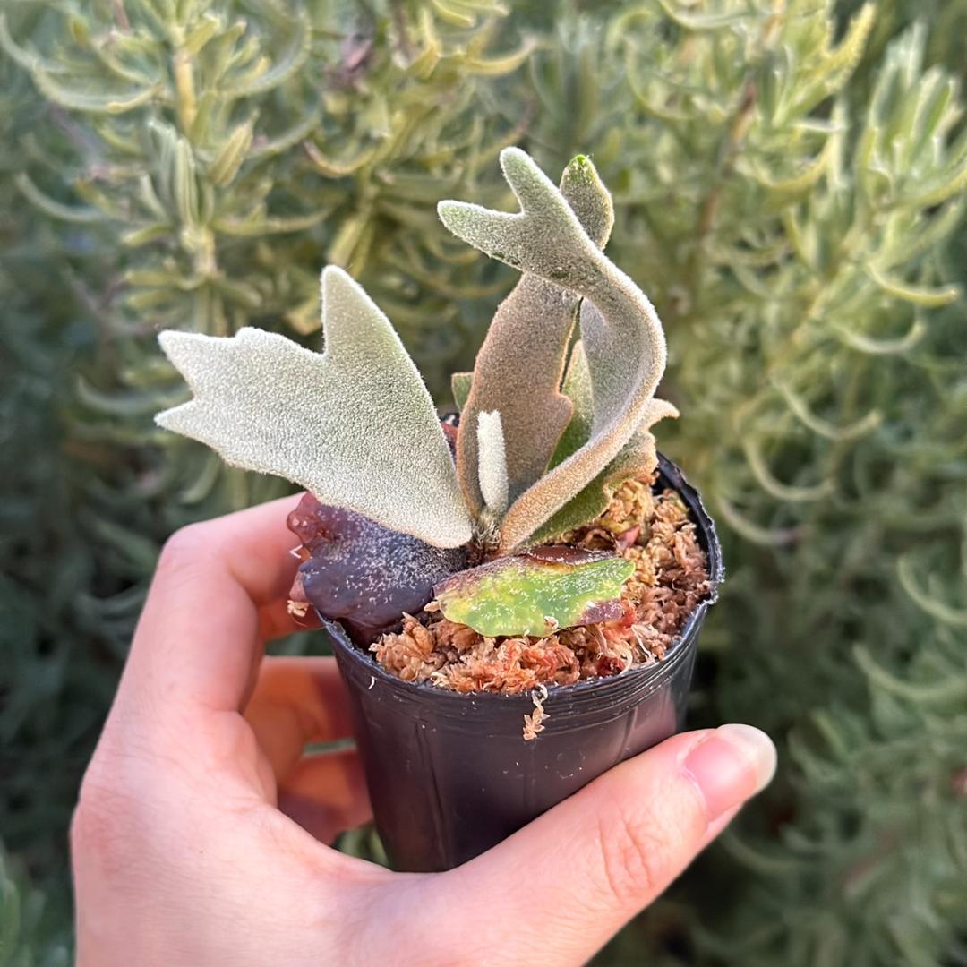 P.willinckii ’Asurada’ Sporeling 10